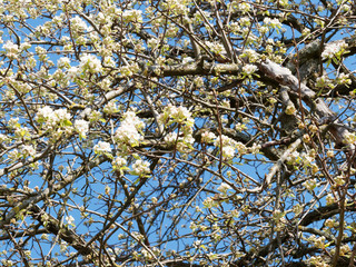 Pyrus communis | Floraison blanche printanière et abondante du Poirier commun