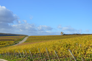 Weinberge in Franken
