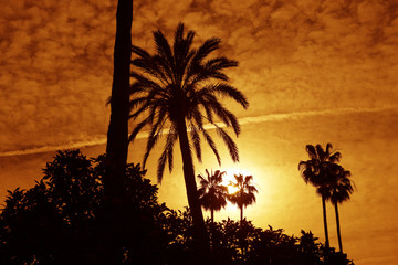 Silhouette of Palm trees