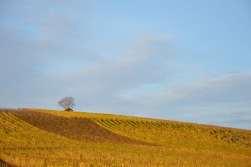 Weininsel in Franken