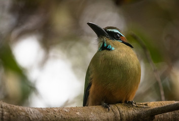Turqoise-browned Motmot