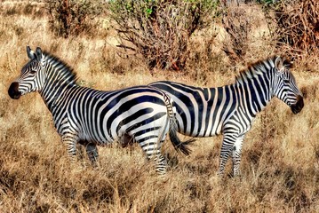 Zebras in a field covered in the grass under the sunlight at daytime