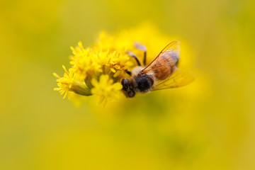 Bee on bloom