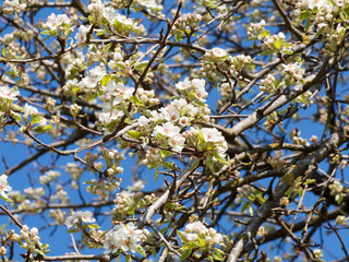 Pyrus communis | Poirier commun à fleurs en ombelles aux pétales blancs avec de nombreuses étamines aux anthères rougeâtre