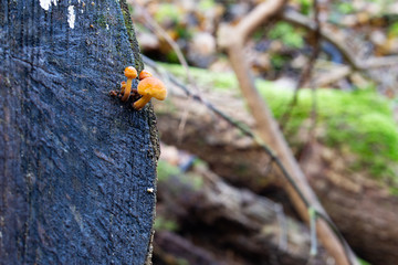 Small wild Enoki mushrooms on a dead tree