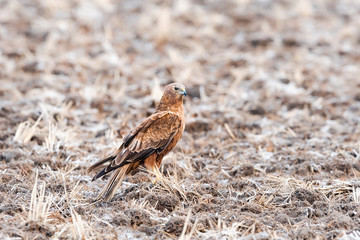 チュウヒ(Eastern marsh harrier)
