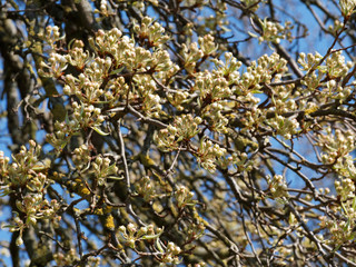 Pyrus communis | Floraison blanche printanière et abondante du Poirier commun