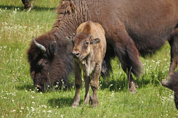 Junges Bison im Yellowstone Nationalpark, USA