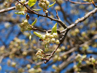 (Pyrus communis) Gros plan sur fleurs blanches en ombelles, étamines aux anthères rouges