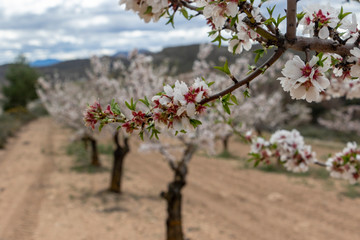 blooming apple tree in spring