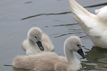 Fototapeta premium Cygnets swimming in a lake 