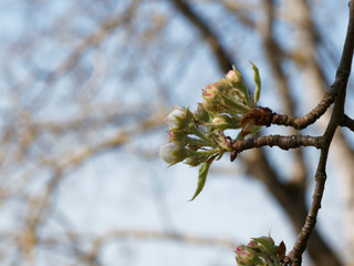 Pyrus communis | Floraison printanière du Poirier commun