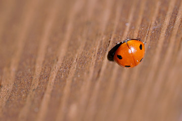 closeup of an orange ladybug on brown wood