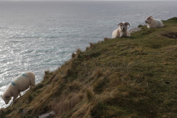 Slea Head Drive Dingle