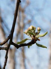 Pyrus communis | Floraison printani&egrave;re du Poirier commun