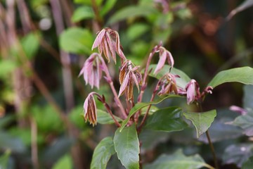 Ring-cupped oak's purple sprouts are as beautiful as flowers. The stem of Ring-cupped oak is also used for Shiitake mushroom bed-log.