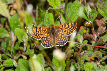 Melitaea arduinna, fritillary butterfly on wildflower. Colorful butterfly in nature.