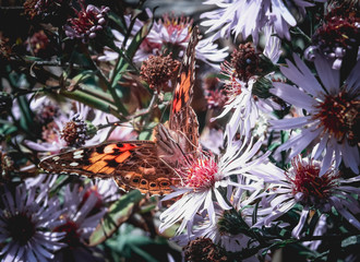 Fototapeta premium A butterfly drinking nectar from a flower