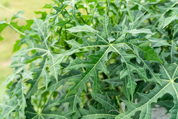 Cnidoscolus aconitifolius,chaya tree,tree spinach