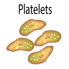 The structure of platelets. Platelets are a blood cell. Infographics. Vector illustration on isolated background.