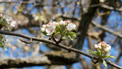 (Pyrus communis) Gros plan sur fleurs blanches en ombelles, étamines aux anthères rouges et feuilles ovales, finement dentées du poirier commun 