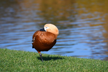 Duckling stands on one leg with closed eyes - obrazy, fototapety, plakaty