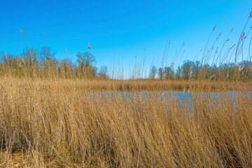Obraz premium Reed along the edge of a lake in a natural park below a blue cloudy sky in sunlight in spring