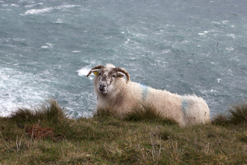Naklejka premium Slea Head Drive Dingle