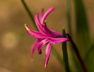 Pink flower on the spring time