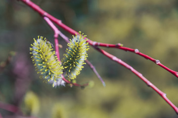 Willow will blossom soon