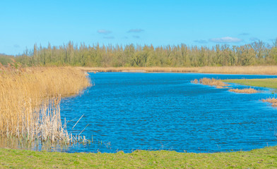 Reed along the edge of a lake in a natural park below a blue cloudy sky in sunlight in spring, Oostvaardersplassen, Almere, Flevoland, The Netherlands