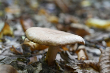 Brown mushroom closeup