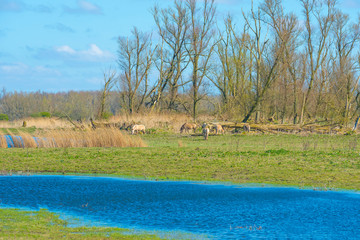 Horses in a field along a lake in a natural park below a blue cloudy sky in sunlight in spring © Naj