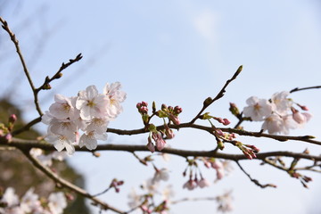 桜