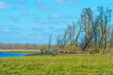 Horses in a field along a lake in a natural park below a blue cloudy sky in sunlight in spring © Naj