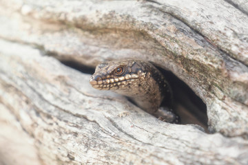 Wild tree-crevice skink (Egernia striolata) sticking head out of hole in branch