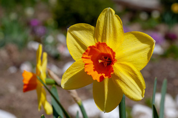 Beautiful Yellow Daffodil Close-up.