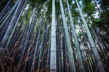 Fototapeta premium Tranquility in the Bamboo Forest, Japan