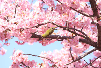 メジロ　宇都宮城址公園
