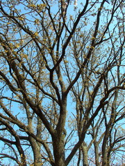 春の花芽をつけた椚木の木