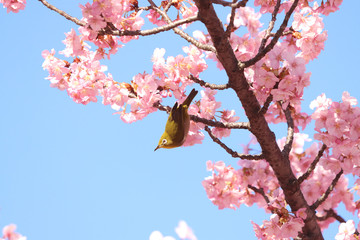 メジロ　宇都宮城址公園