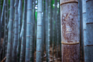 Obraz premium Tranquility in the Bamboo Forest, Japan