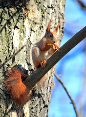 funny squirrel eats a delicious nut on a tree branch