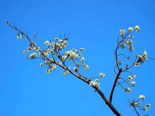 咲き始めたサクラと青空