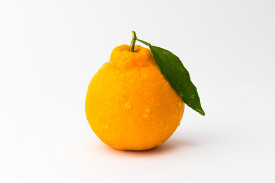 Fresh orange Hallabong on a white background. One fruit seen from the front. (Korea, Jeju Island specialties)