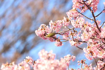 メジロ　宇都宮城址公園