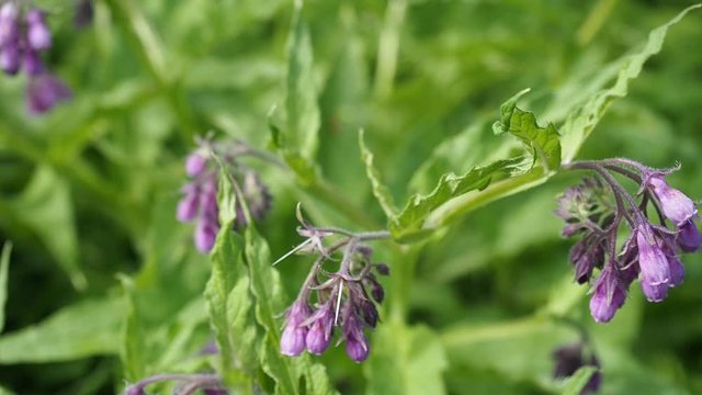 Beautiful blooming violet comfrey flowers - Symphytum officinale - in homemade garden in HD VIDEO. Illuminated by soft daylight. Close-up.
