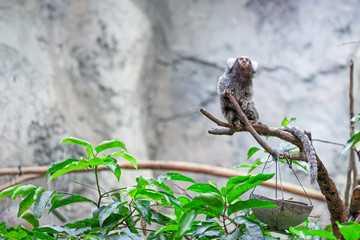 Common marmoset in Langkawi  oceanarium , Malaysia