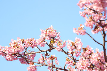 メジロ　宇都宮城址公園