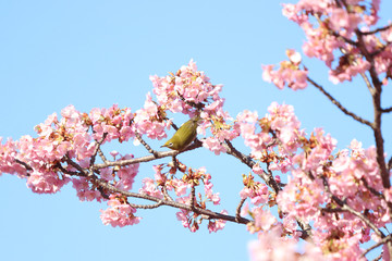 メジロ　宇都宮城址公園